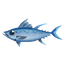 Bluefin Tuna.png