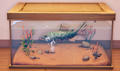 An in-game look at Cutthroat Trout in a fish tank.