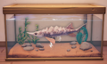 An in-game look at Beluga Sturgeon in a fish tank.