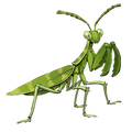 The icon of Garden Mantis in the in-game inventory.