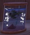 Fathead Minnow in an aquarium.