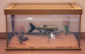 An in-game look at Mottled Gobi in a fish tank.
