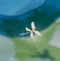 An in-game look at Jewelwing Dragonfly when found in the wild.