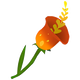 Sundrop Lily