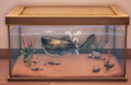 An in-game look at Spotted Bullhead in a fish tank.
