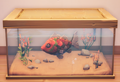 An in-game look at Smallmouth Bass in a fish tank.
