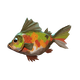 Painted Perch
