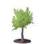 Sapling Oak Tree.png