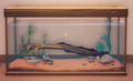 An in-game look at Freshwater Eel in a fish tank.