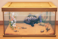 An in-game look at Black Sea Bass in a fish tank.
