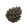 Pinecone.png