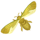 Golden Glory Bee