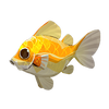 Radiant Sunfish