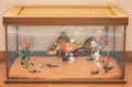 An in-game look at Painted Perch in a fish tank.