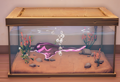 An in-game look at Ribbontail Ray in a fish tank.