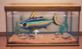 An in-game look at Yellowfin Tuna in a fish tank.