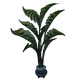 Dragontide Fern Planter