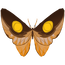65px-Brighteye_Butterfly.png