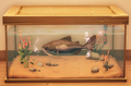 An in-game look at Kilima Catfish in a fish tank.