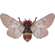 Common Bark Cicada