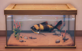 An in-game look at Honey Loach in a fish tank.