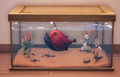 An in-game look at Crimson Fangtooth in a fish tank.