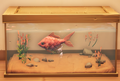 An in-game look at Bahari Bream in a fish tank.
