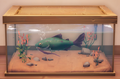 An in-game look at Channel Catfish in a fish tank.