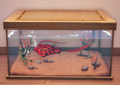 An in-game look at Flametongue Ray in a fish tank.