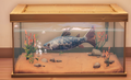 An in-game look at Silver Salmon in a fish tank.