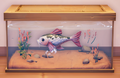 An in-game look at Kenli's Carp in a fish tank.