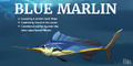 Blue Marlin Reveal Card [1]