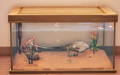An in-game look at Duskray in a fish tank.