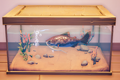 An in-game look at Paddlefish in a fish tank.