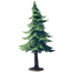 Mature Pine Tree.png