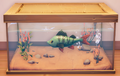 An in-game look at Kilima Redfin in a fish tank.