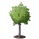 Young Oak Tree.png